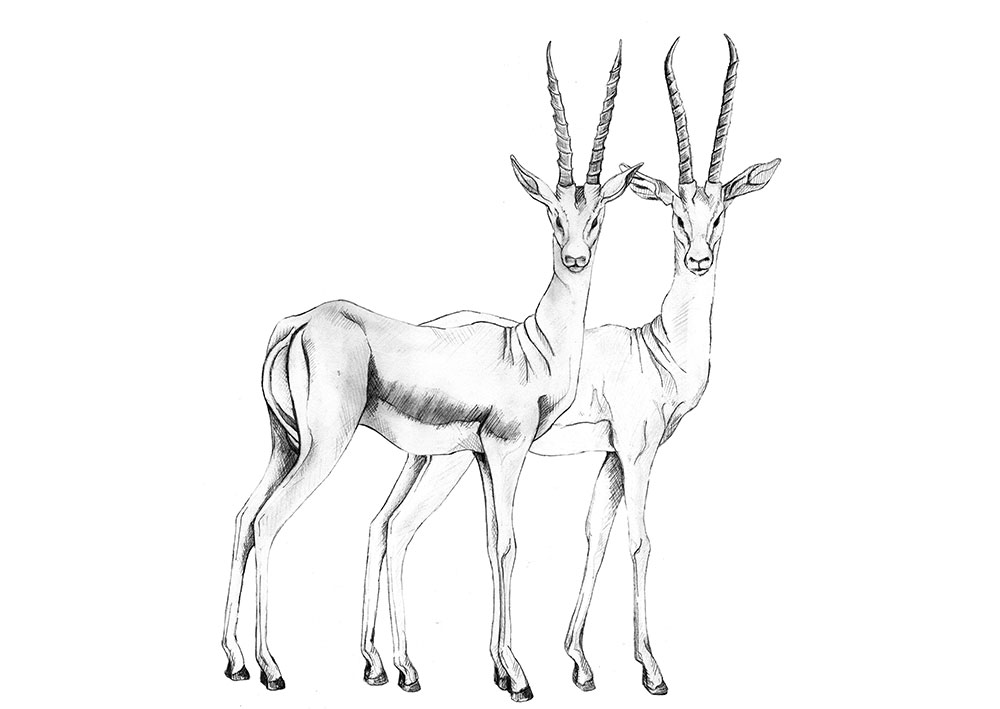 gazelle Sketch