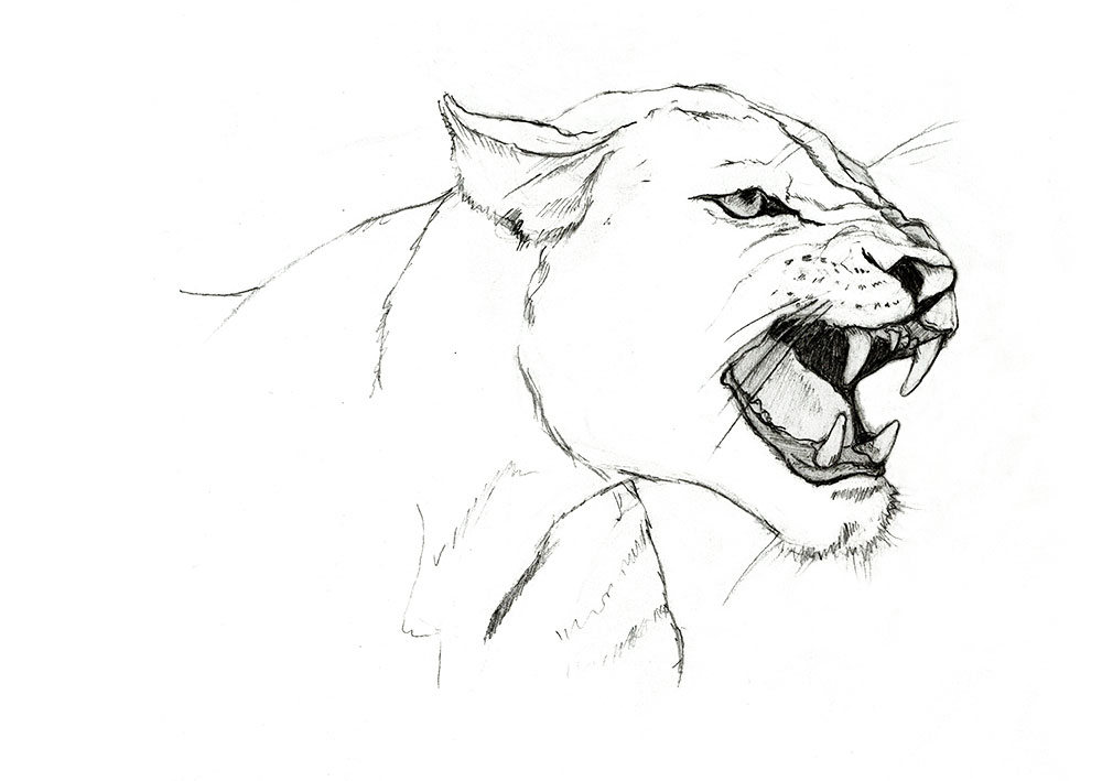 Lioness Sketch
