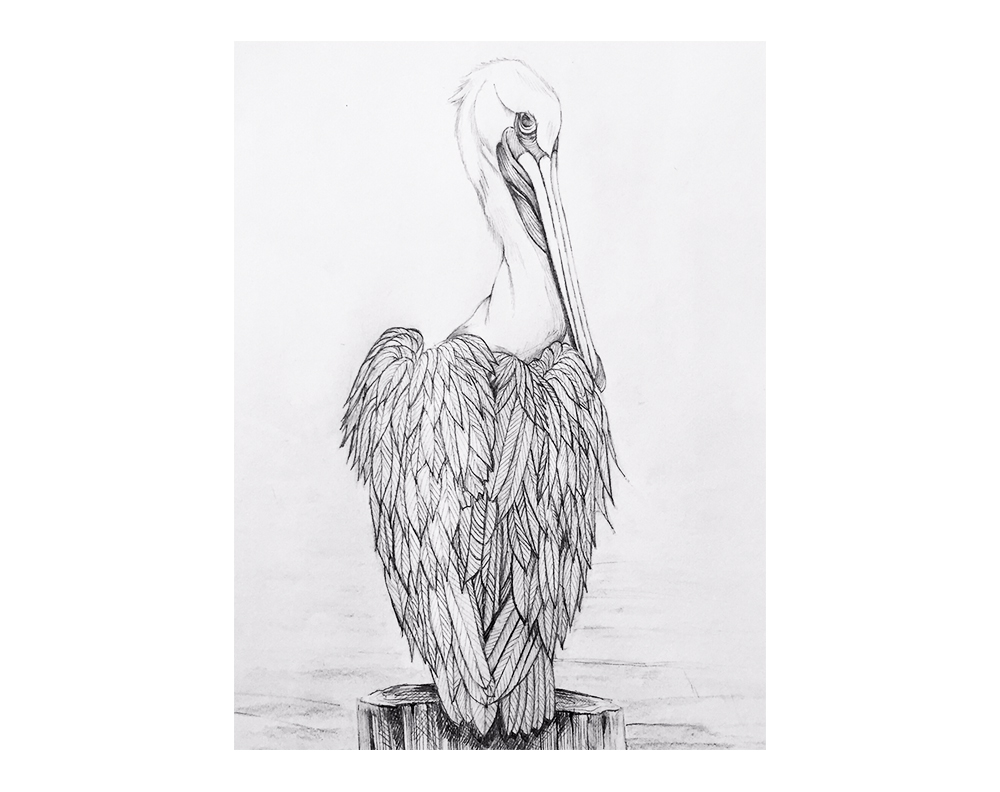 pelican